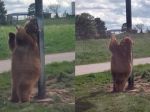 Video: Medveď grizly zatancoval, akoby bol z Disneyho rozprávky