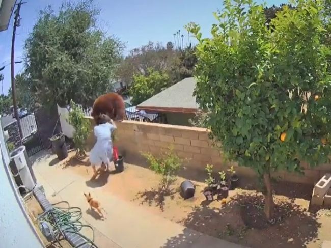 Video: Medvedica napadla psov na dvore. Neuveríte, čo s ňou toto dievča urobilo