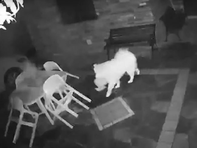 Video: Samojed prekvapil majiteľov. Toto robí vždy, keď ho pustia von