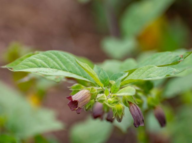 Homeopatikum dostalo muža na pohotovosť