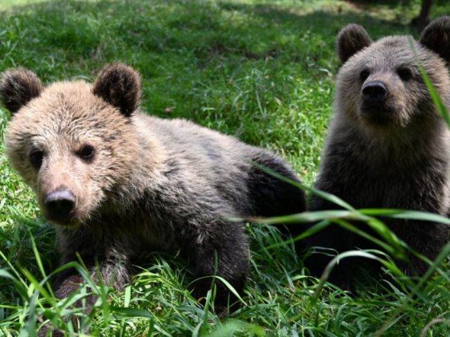 Treba regulovať počet medveďov, nie pokutovať samosprávy, tvrdí starosta obce Bystrá