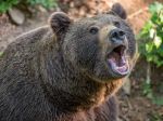 Okolnosti zabitia 57-ročného muža medveďom sa budú vyšetrovať