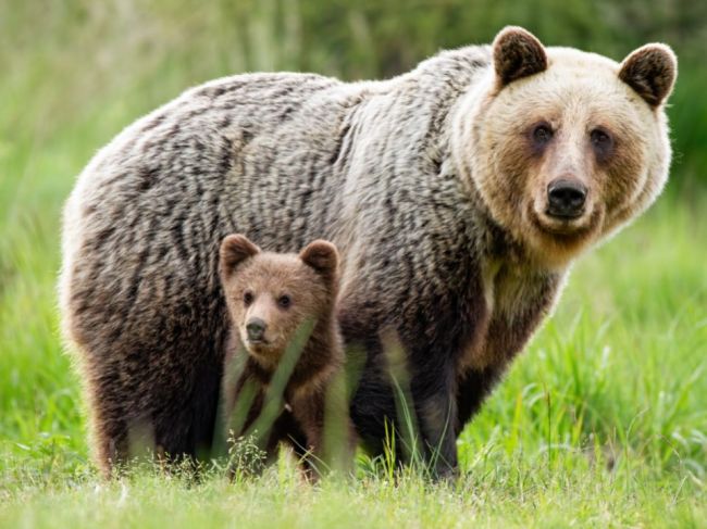 V ďalšej obci spozorovali medveďa, pohybuje sa spolu s mláďaťom