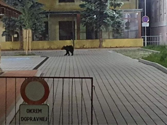 Pre výskyt medveďa vyzýva polícia na zvýšenú opatrnosť