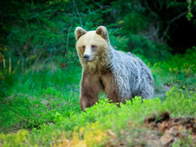 Mesto žiada rezort životného prostredia o riešenie situácie s medveďom