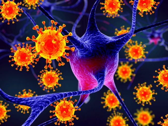 Koronavírus môže zrejme infikovať aj mozgové bunky