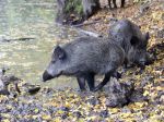SPPK pre africký mor žiada zaviesť opatrenia na zníženie stavov diviačej zveri