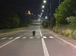 Problémové medvede je nutné hlásiť predovšetkým zásahovému tímu