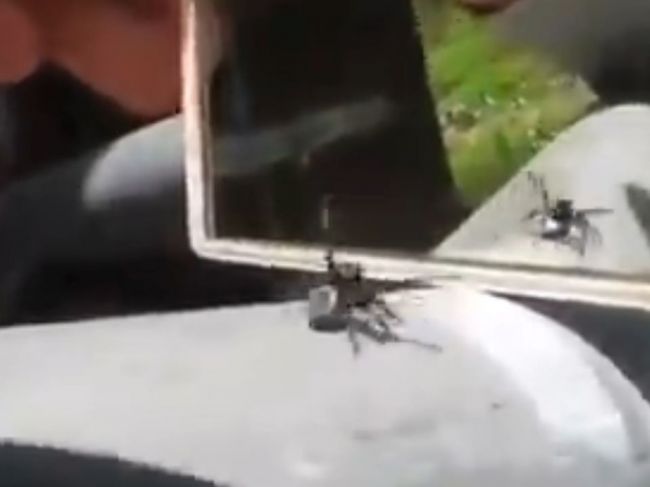 Video: Pred pavúka postavili zrkadlo. Čakali by ste takúto reakciu?
