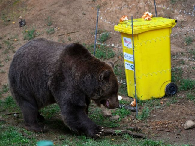 Medveď v košickej zoo počas experimentu napokon prekonal psychologickú bariéru