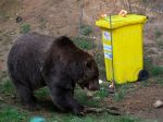Medveď v košickej zoo počas experimentu napokon prekonal psychologickú bariéru