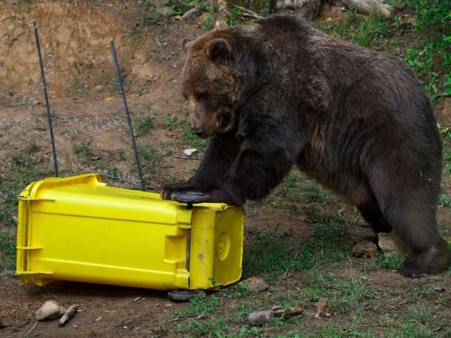 V Malých Karpatoch sa vyskytuje medveď, ochranári ho monitorujú