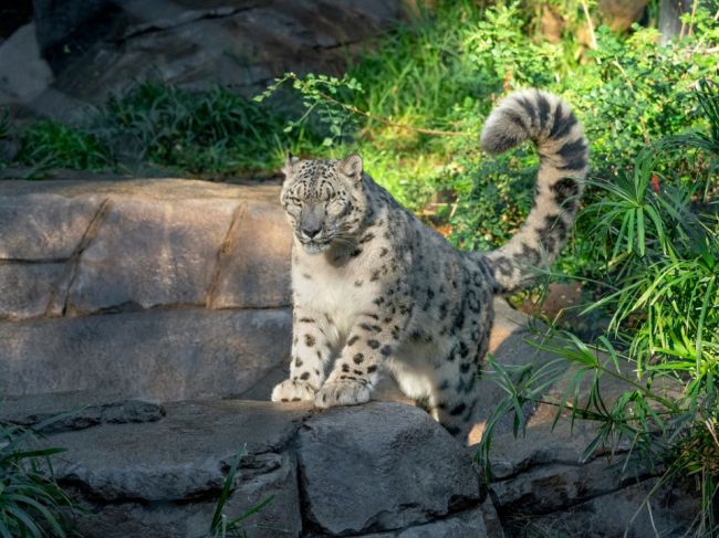 Nezaočkovaný leopard snežný v zoo v San Diegu ochorel na covid