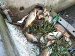 Na Hrone hromadne umreli ryby, situáciu rieši polícia