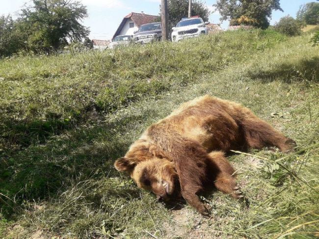 Pri kontajneri našli uhynutú medvedicu, na miesto privolali ochranárov