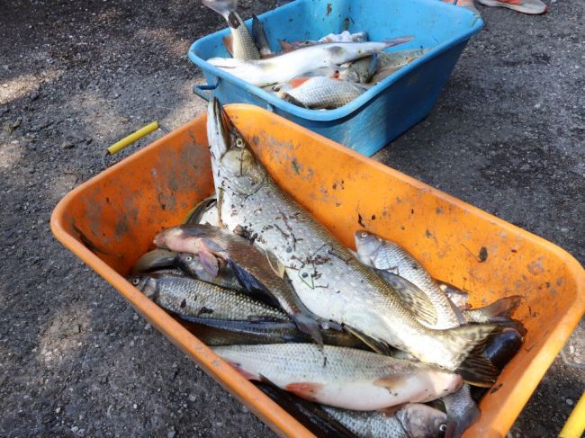 SIŽP: Počet rýb, ktoré hromadne uhynuli na rieke Hron, narastá