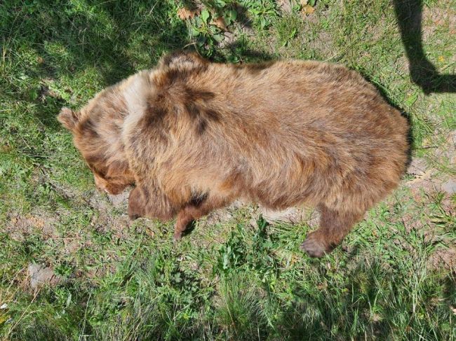 Zastrelenú medvedicu našli na lesnej ceste