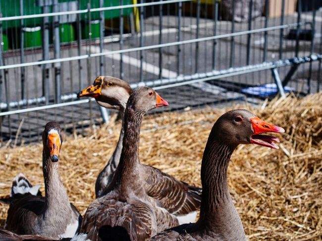 Francúzsky startup chce vyrábať laboratórne vypestované foie gras
