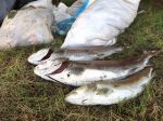 Mimoriadne znečistenie vôd možno nahlásiť nonstop, SIŽP má zriadenú 24-hodinovú službu