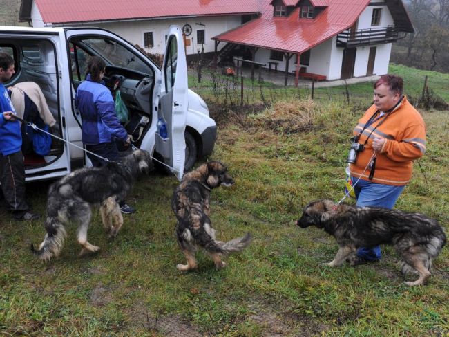 MPRV pripravuje nový veterinárny zákon, predaj zvierat by sa mohol obmedziť