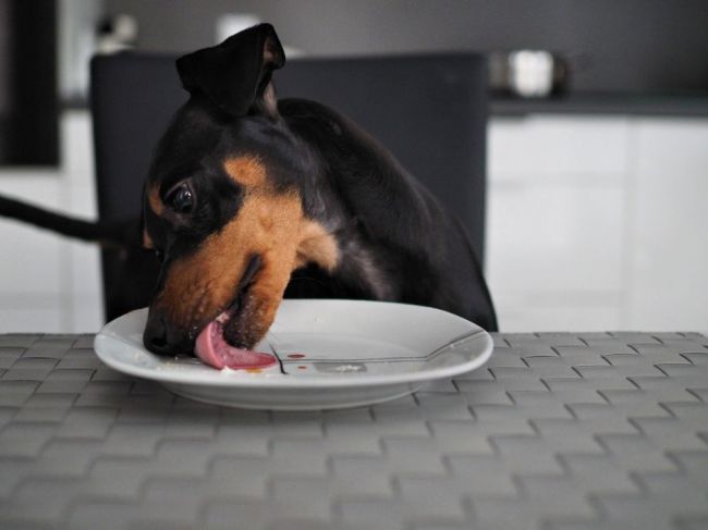 Svojho psa nikdy nekŕmte zvyškami z obeda. Zvlášť toto jedlo môže byť smrteľné
