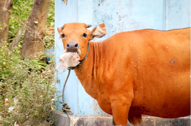 Plastovú krízu môžu vyriešiť kravy