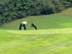 Video: Medvieďatá sa zatúlali na golfové ihrisko. Toto urobili s vlajkou