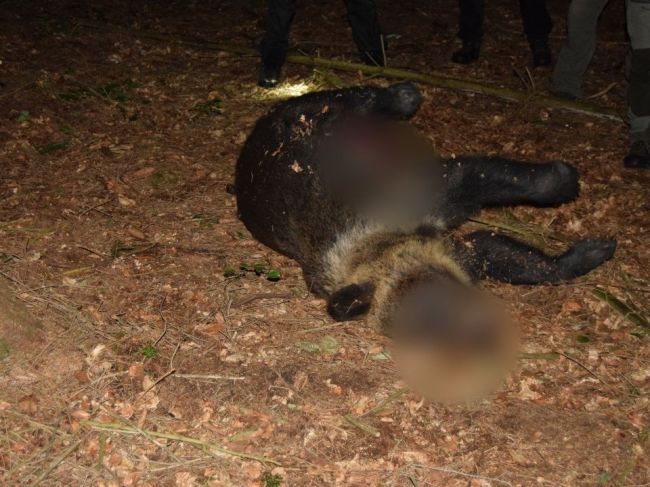 Nad obcou našli usmrteného medveďa, polícia začala trestné stíhanie