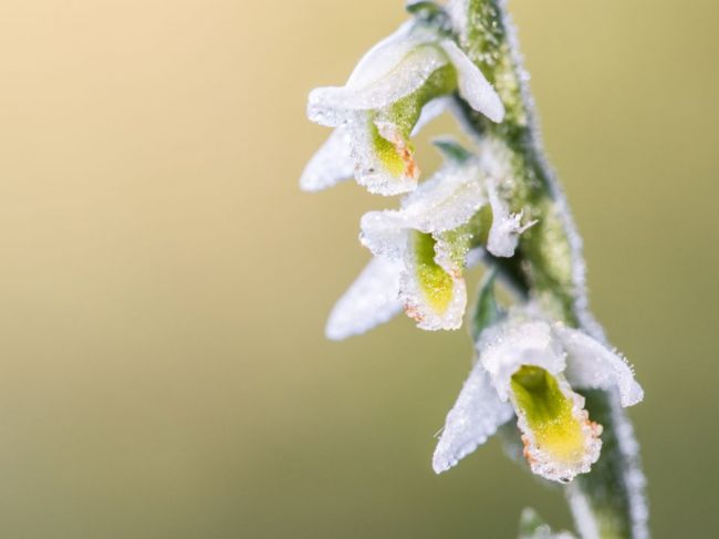 Koncom augusta kvitne jedna z posledných orchideí, výnimkou nie je ani Slovensko