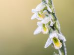 Koncom augusta kvitne jedna z posledných orchideí, výnimkou nie je ani Slovensko