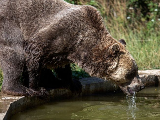 ŠOP SR vyjadrila ľútosť nad útokom medveďa, ale svoju stratégiu meniť neplánuje