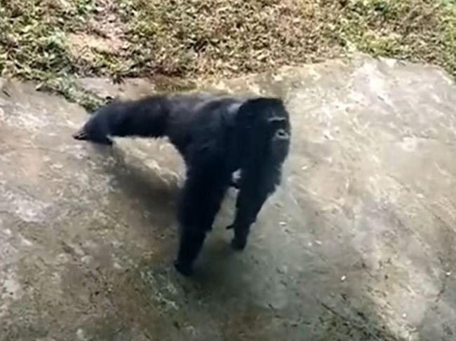 Video: Šimpanz prekvapil návštevníkov zoo. Kliky robil lepšie ako človek