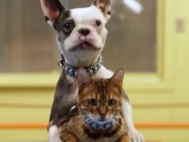 Video: Pes a mačka majú na svedomí neuveriteľný rekord