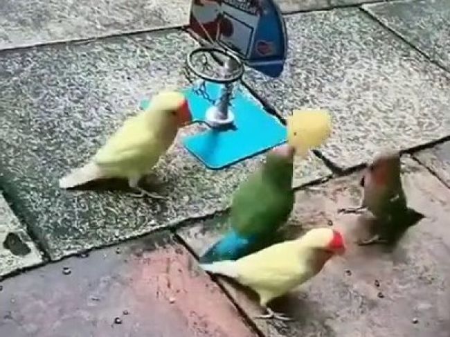Video: Papagáje predviedli neskutočný výkon. Takto hrajú basketbal