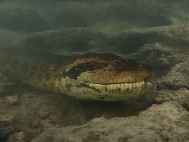 Video: Potápač sa v rieke stretol so sedemmetrovým hadom, vznikli tieto zábery