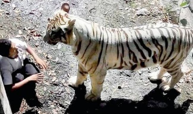 Video: Návštevníci zoo zachytili fatálny stret s bielym tigrom