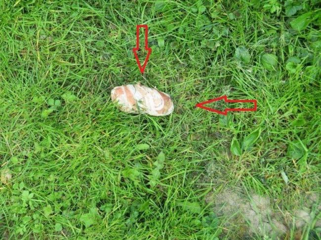 Na sídlisku pravdepodobne otrávili psov, prípadom sa zaoberá polícia