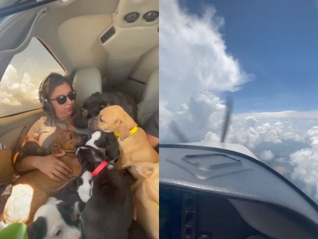 Video: Žena chcela zachrániť šteniatka pred utratením, preletela s nimi do iného štátu