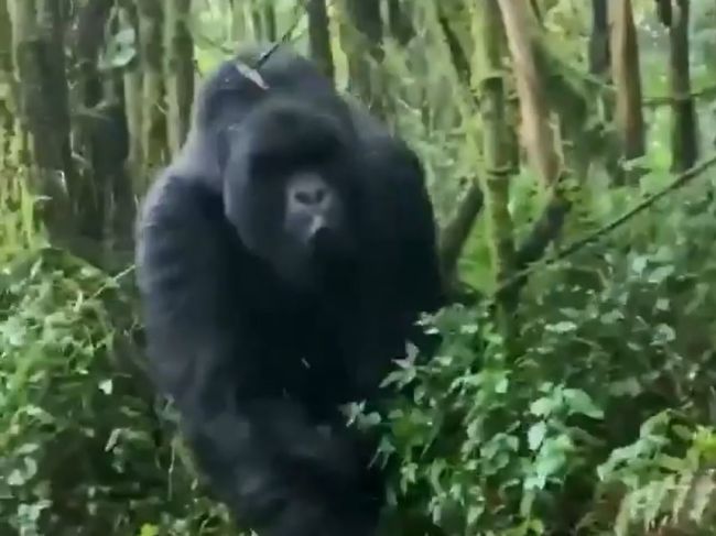 Video: Obrovská gorila sa zahnala na turistov