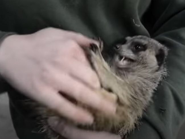Video: Takto sa smeje surikata, keď ju pošteklíte