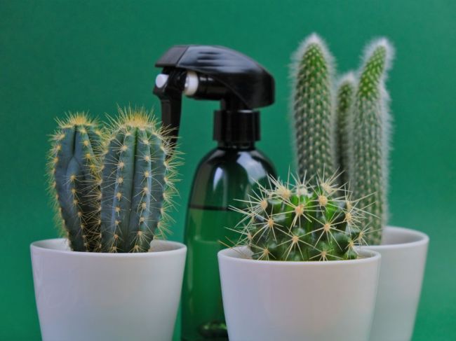 Viete sa správne postarať o kaktusy? Táto častá chyba pri zalievaní ich môže stáť život!
