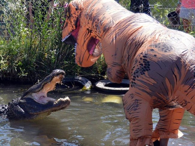 Video: Muž sa prezliekol za dinosaura. Takto naňho zareagoval aligátor