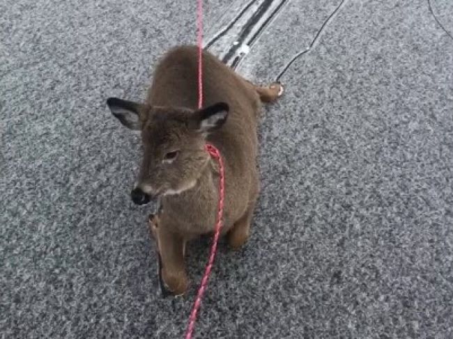 Video: Muž našiel jelene uviaznuté na lade, ich záchrana bola hra o čas