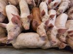 Prezidentka: Na juhu Slovenska ohrozuje zásoby pitnej vody chov ošípaných