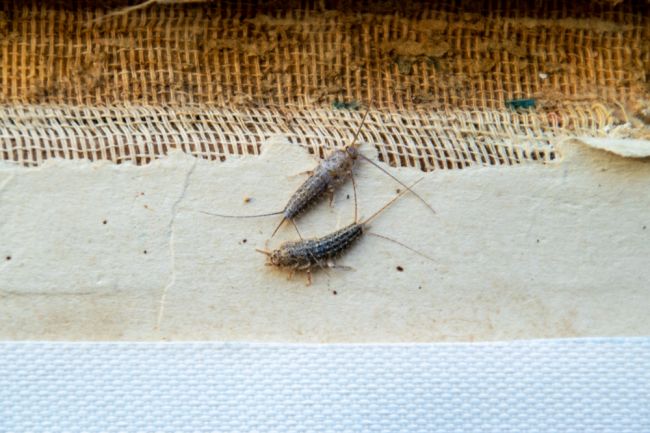 Pozor na tento druh hmyzu, vo vašom dome nakladie až 60 vajíčok denne