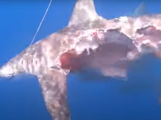 Video: V mori spozorovali zombie žraloka. V takomto stave ďalej lovil