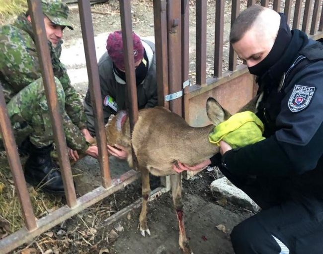 Policajti za pomoci hasičov zachránili srnku uviaznutú v plote