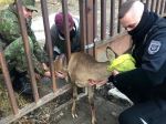 Policajti za pomoci hasičov zachránili srnku uviaznutú v plote