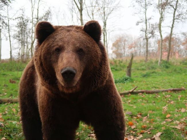 V okrese Praha-východ pátrajú po medveďovi