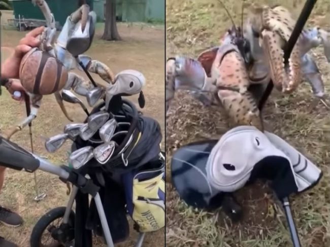 Video: Golfistov prekvapil vytrvalý krab. Takto sa im pomstil za posmech